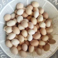 تخم مرغ محلی تازه نطفه دار درفومن