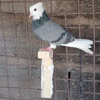 شازده با کله ای ماده