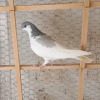 شصتی کبود ماده