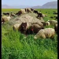 بره ماده۴۱کیلو