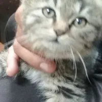 گربه ملوس|گربه|زرقان, |دیوار