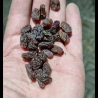 کشمش پلویی|خوردنی و آشامیدنی|تهران, هفت چنار|دیوار