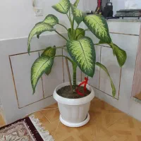 گل دیفن‌ باخیا شاداب سرحال|گل و گیاه طبیعی|شهرضا, |دیوار