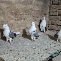 پشت قنار