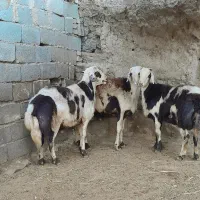 فروش دو عدد بره قوچ دوشیره و قوچ یک شیره