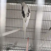 عروس هلندی جفت مولد تضمینی جفت خوب