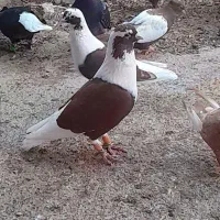 نرماده پشت سرخ عتیقه