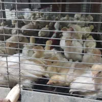 بوقلمون بیوتی ۲۵روزه