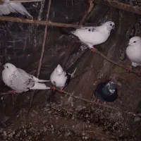 کبوتر پروازی|پرنده|کلاچای, |دیوار