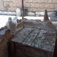 پرنده|پرنده|تاکستان, |دیوار