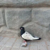 کفتر|پرنده|تربت جام, میان جام|دیوار