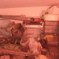 قفس پرنده|لوازم جانبی حیوانات|فردیس, فردیس|دیوار