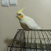 عروس هلندی|پرنده|محمدشهر, شهرک پیام (مهرالبرز)|دیوار