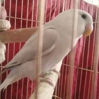 طوطی کوتوله آبی یخی