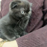 گربه اسکاتیش فولد دارک چاکلت