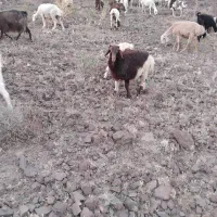 گوسفند