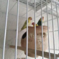 فروش طوطی برزیلی|پرنده|لامرد, |دیوار