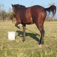 فروش اسب|اسب و تجهیزات اسب‌سواری|سنگر, |دیوار