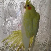 جوجه عروس 4ماهه