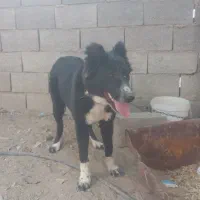 سگ نگهبان|سگ|اصفهان, ابر|دیوار