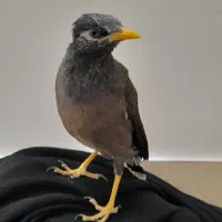 مرغ مینا سخنگو