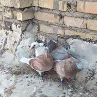 پرنده جوجه پلاکی