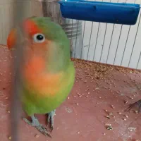 طوطی برزیلی