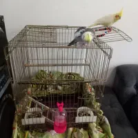 عروس هلندی|پرنده|بندر انزلی, کلیور|دیوار