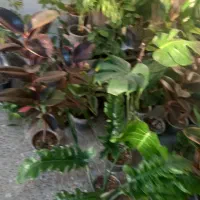 حراج باقی مانده گلهای اپارتمانی فقط ۱۵۰|گل و گیاه طبیعی|شهرکرد, |دیوار