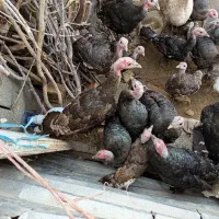 بوقلمون برنز امریکایی