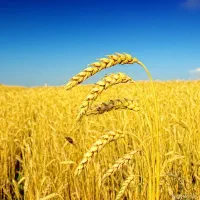 گندم کوهدشت برای فروش