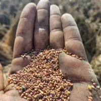 کنجد درجه ۱ ایرانی