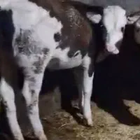 گاو و گوساله سمینتال