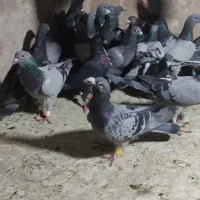 کفتر هوایی جوون|پرنده|شیراز, دارالرحمه|دیوار
