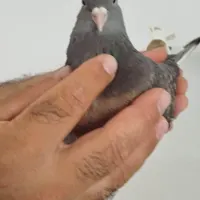 کبوتر دسپر سرکه ای|پرنده|محمدشهر, |دیوار