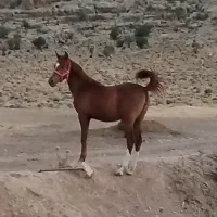 کره اسب مادیان|اسب و تجهیزات اسبسواری|مرودشت, پشت سایپا|دیوار