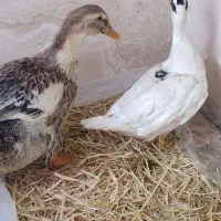 اردک های خونگی