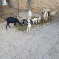 بز و بزغاله|حیوانات مزرعه|لنجان, |دیوار