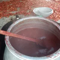 رب گوجه امساله