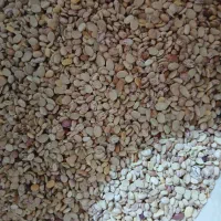 لوبیا لپه اشی لیزر شده ۴ تن