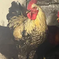 فروش خورس