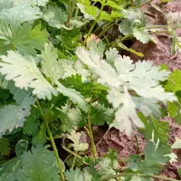 سبزی دزفول تمیز و سالم|عمدهفروشی|دزفول, |دیوار