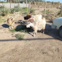 گوسفند|حیوانات مزرعه|نرماشیر, |دیوار