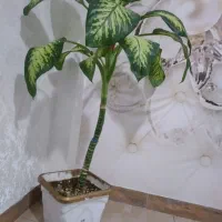 گل دیفن|گل و گیاه طبیعی|بهارستان, |دیوار