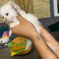 گربه پرشین دو ماهه