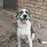 این سگ گمشده است مژدگانی داره