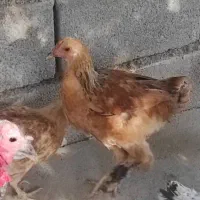 مرغ و بوقلمون|حیوانات مزرعه|چیتاب, |دیوار