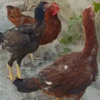 دوتا لاری ۷ ماهه اصل