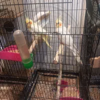 ۶ تا قفس بزرگ و کوچیک