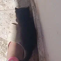 واگذاری فوری گربه